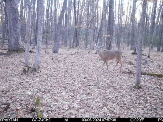 Fish Lake Trail Cam!